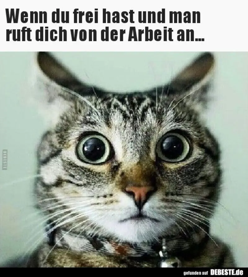 Andachtsbild von Post von Gatita, Schnuffi, Mausi und Timmy an Katzenmutti Silvia 