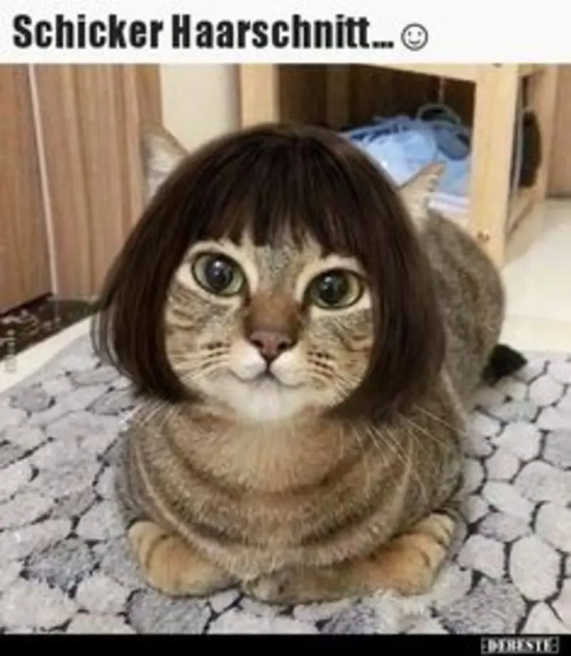 Andachtsbild von Post von Gatita, Schnuffi, Mausi und Timmy an Katzenmutti Silvia 