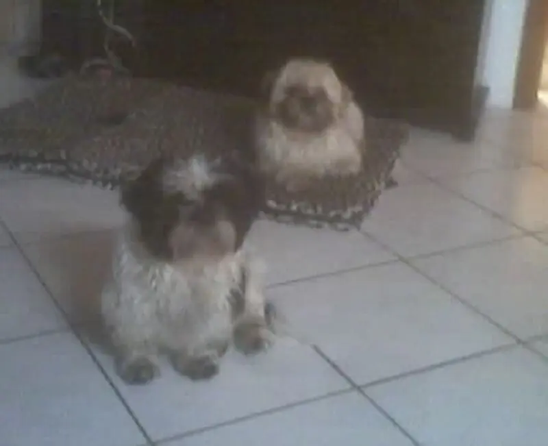 Andachtsbild von sabina mit sharky und Maitlyn im Herzen