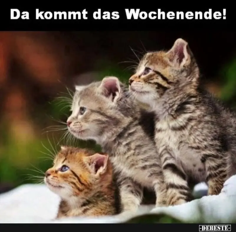 Andachtsbild von Post von Timmys Mutti Tanja an Gatita 