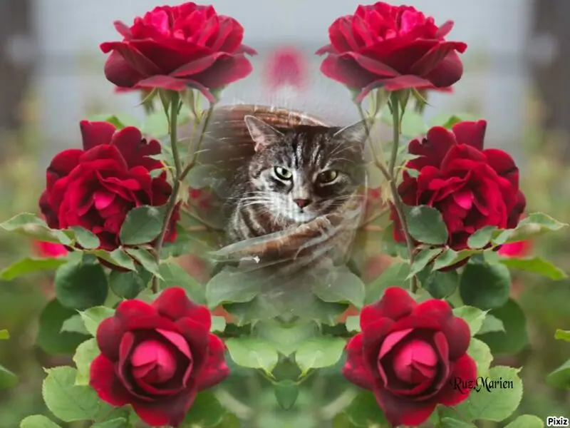 Andachtsbild von Zum Sternchentag für Gatita ♥️