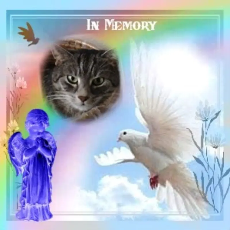 Andachtsbild von 1.Sternchen❤️Gedenktag❤️