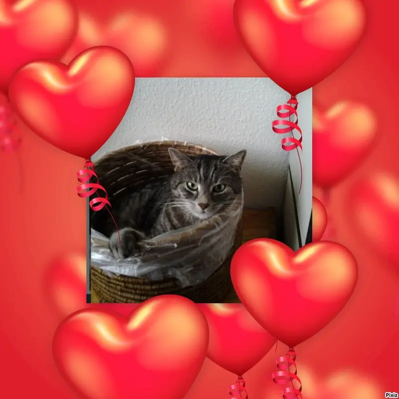 Andachtsbild von Timmys Mutti Tanja an Gatita 