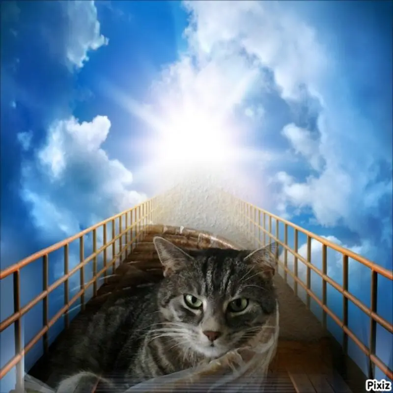 Andachtsbild von Post von Timmys Mutti Tanja an Gatita