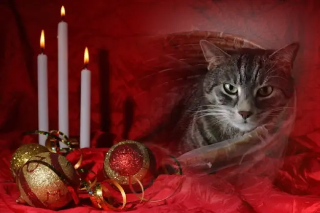 Andachtsbild von Patricia mit Bunny 