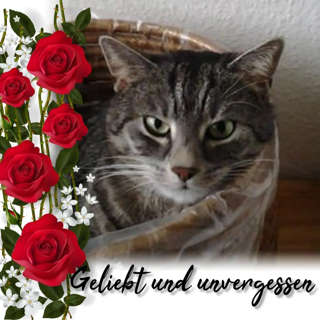 Andachtsbild von Sternchenpost ⭐