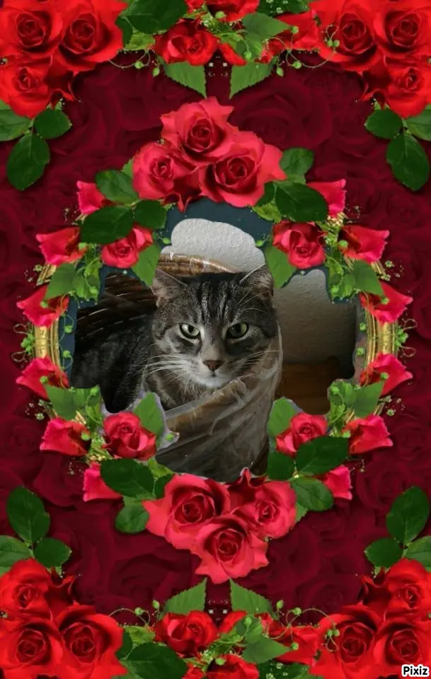 Andachtsbild von Post von Timmys Mutti Tanja an Sternenprinzessin Gatita 