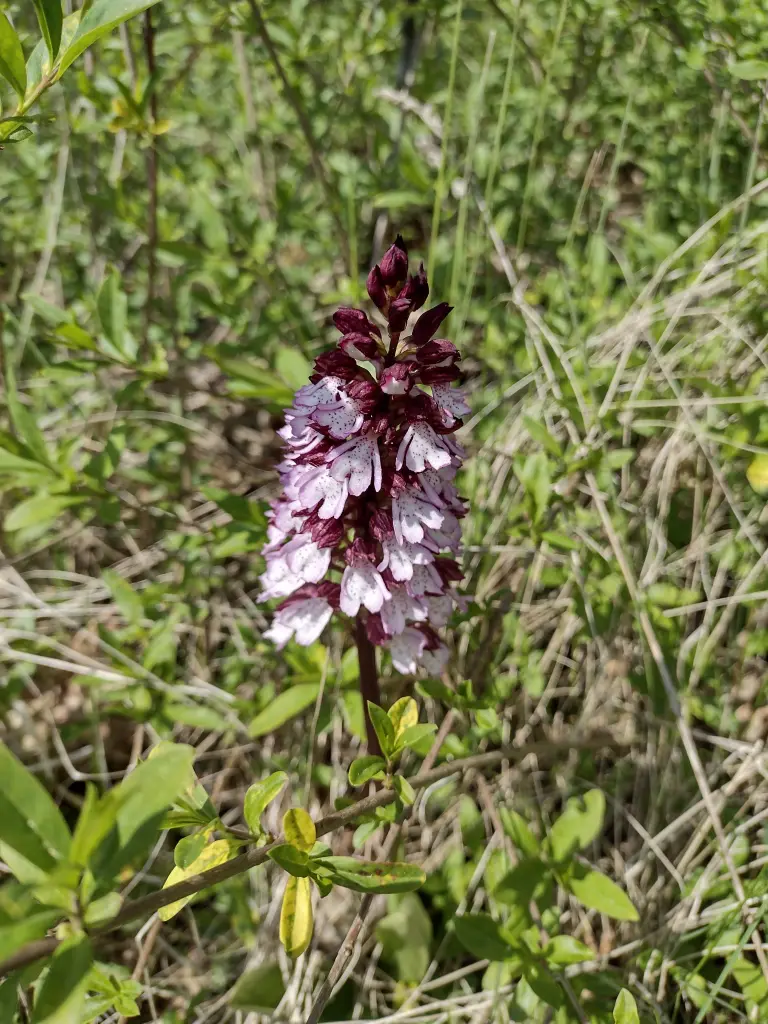 Andachtsbild von Corinna mit Emma, Pummelchen und anderen Sternlein im ❤️