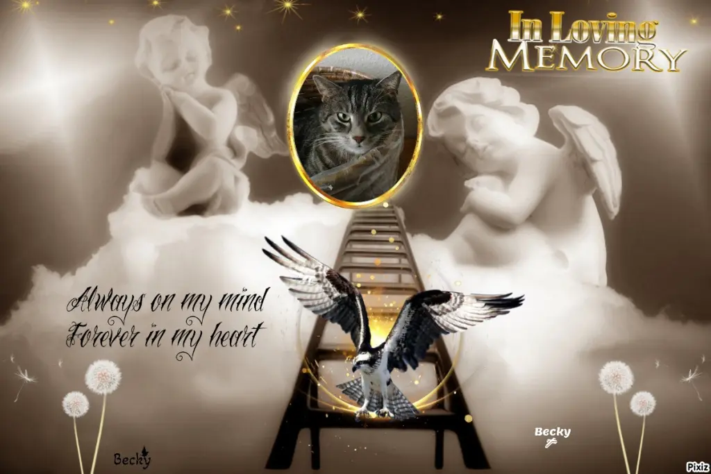 Andachtsbild von Timmys Mutti Tanja an Sternenprinzessin Gatita 