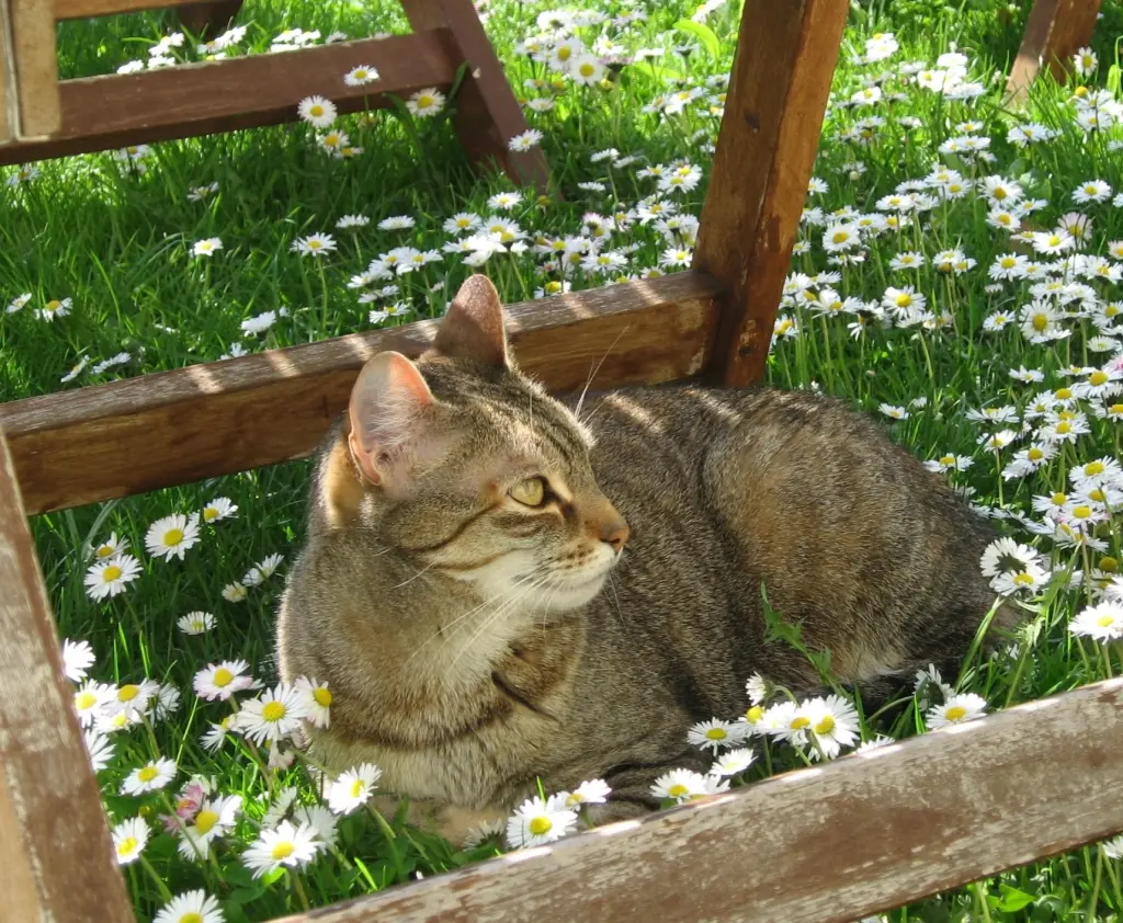 Andachtsbild von Marple