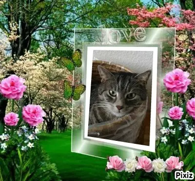 Andachtsbild von Timmys Mutti Tanja an Sternenprinzessin Gatita 