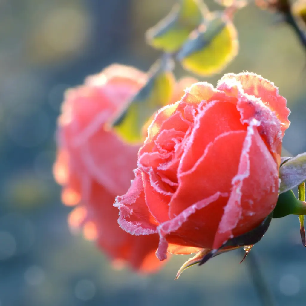 Andachtsbild von Elisabeth mit Marple im ♥