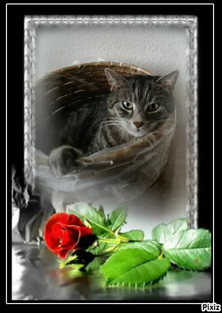 Andachtsbild von Timmys Mutti Tanja an Sternenprinzessin Gatita ❤