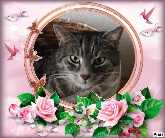 Andachtsbild von Sternchenpost ⭐