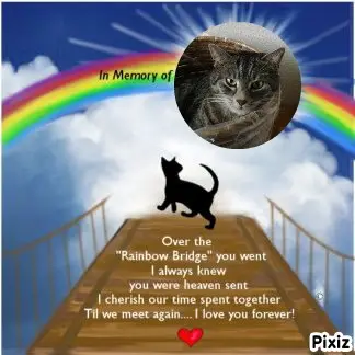 Andachtsbild von Timmys Mutti Tanja an Sternenprinzessin Gatita ❤