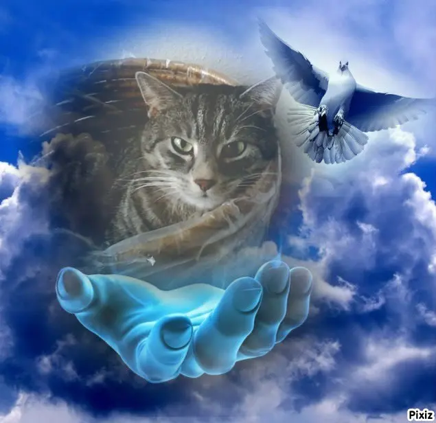 Andachtsbild von Timmys Mutti Tanja an Sternenprinzessin Gatita ❤