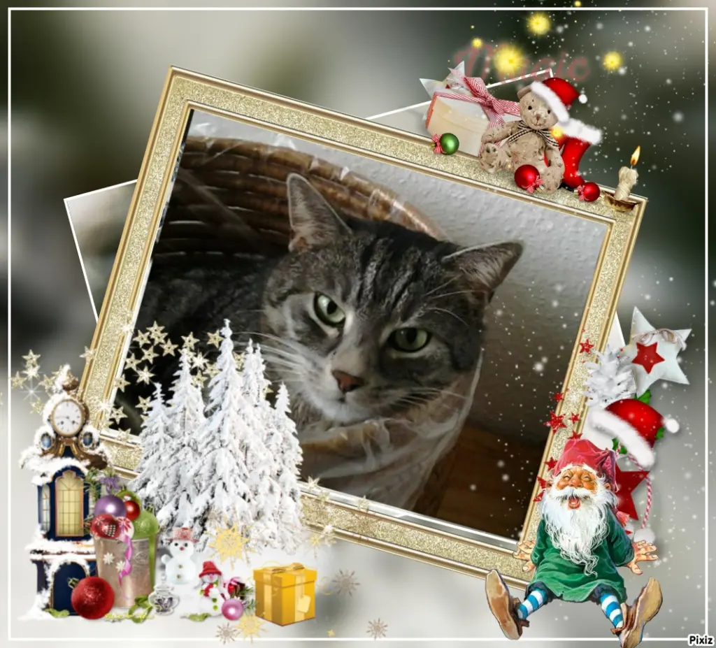 Andachtsbild von Timmys Mutti Tanja an Sternenprinzessin Gatita ❤