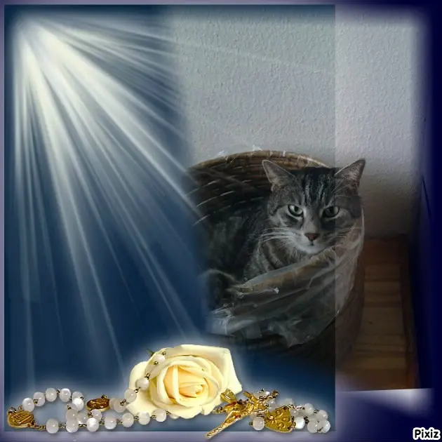 Andachtsbild von Timmys Mutti Tanja an Sternenprinzessin Gatita ❤