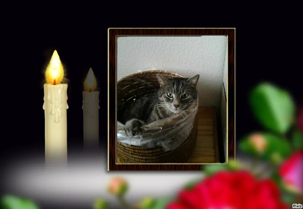 Andachtsbild von Timmys Mutti Tanja an Sternenprinzessin Gatita ❤