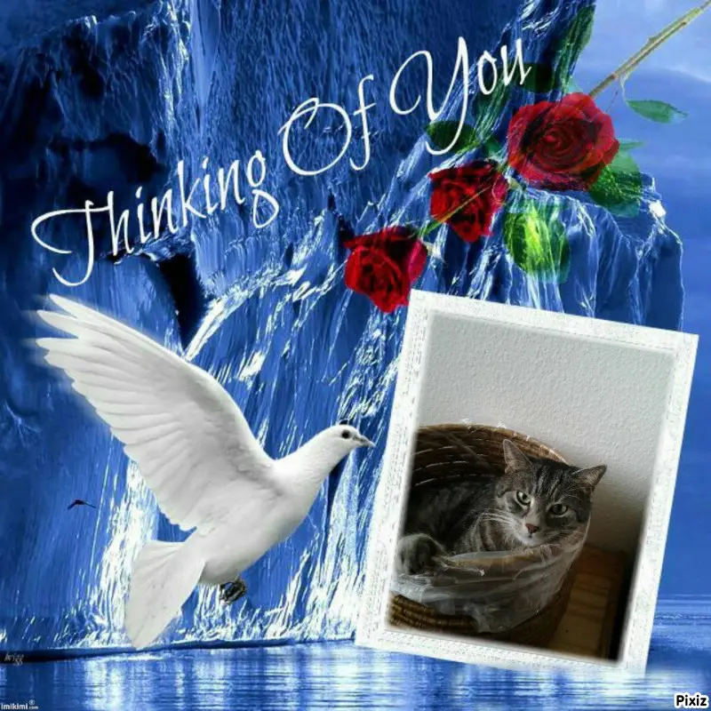 Andachtsbild von Timmys Mutti Tanja an Sternenprinzessin Gatita ❤