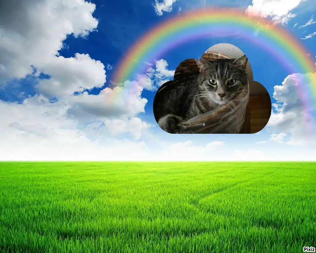 Andachtsbild von Timmys Mutti Tanja an Sternenprinzessin Gatita ❤