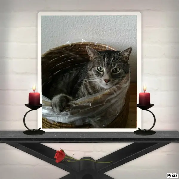 Andachtsbild von Timmys Mutti Tanja an Sternenprinzessin Gatita ❤