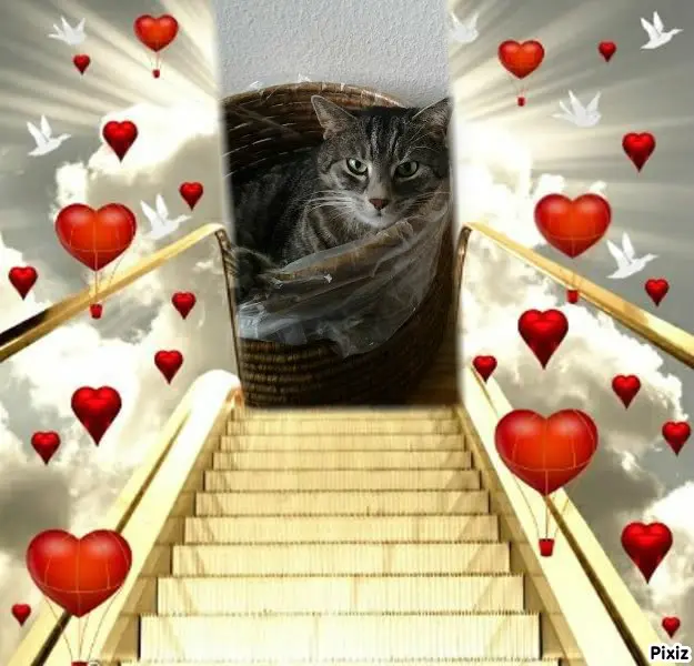 Andachtsbild von Timmys Mutti Tanja an Sternenprinzessin Gatita ❤