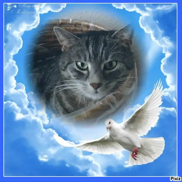 Andachtsbild von Timmys Mutti Tanja an Sternenprinzessin Gatita ❤