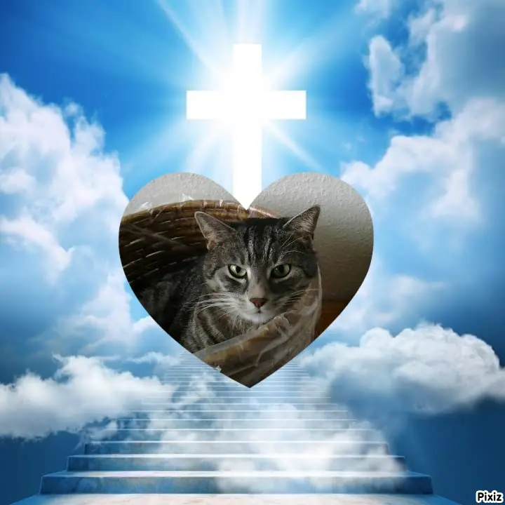 Andachtsbild von Timmys Mutti Tanja an Sternenprinzessin Gatita ❤