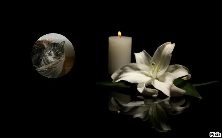 Andachtsbild von Timmys Mutti Tanja an Sternenprinzessin Gatita ❤