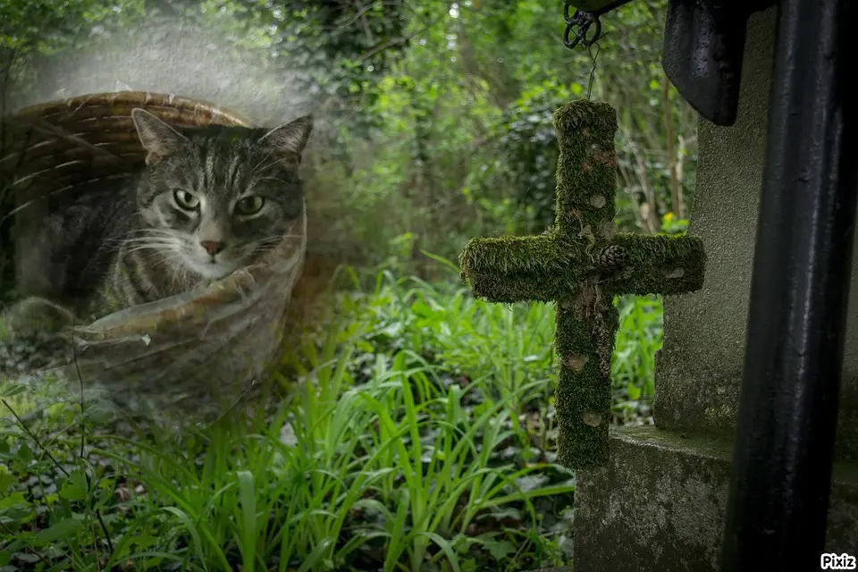 Andachtsbild von Timmys Mutti Tanja an Sternenprinzessin Gatita ❤