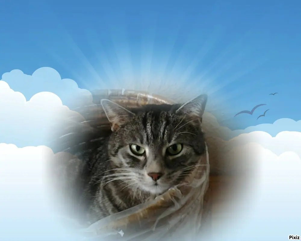 Andachtsbild von Timmys Mutti Tanja an Sternenprinzessin Gatita ❤