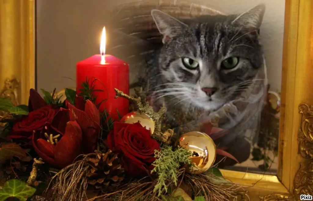 Andachtsbild von Patricia mit Bunny im ❤ gest. 24.11.2020