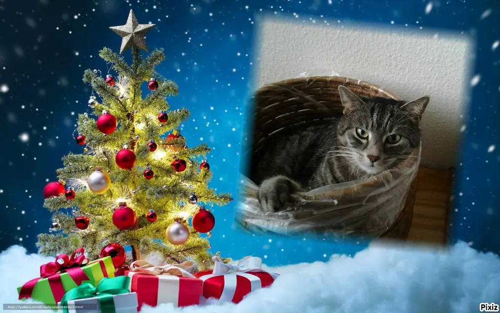 Andachtsbild von Timmys Mutti Tanja an Sternenprinzessin Gatita ❤