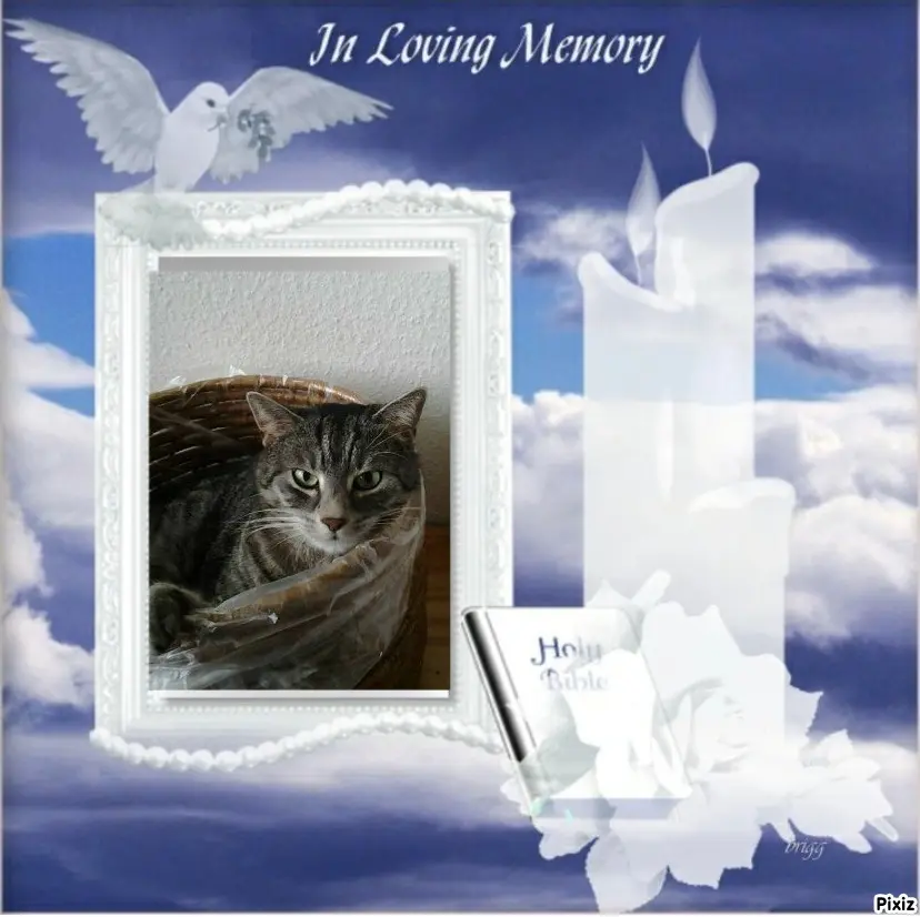 Andachtsbild von Timmys Mutti Tanja an Sternenprinzessin Gatita ❤