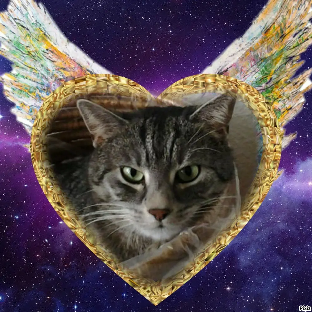 Andachtsbild von Timmys Mutti Tanja an Sternenprinzessin Gatita ❤