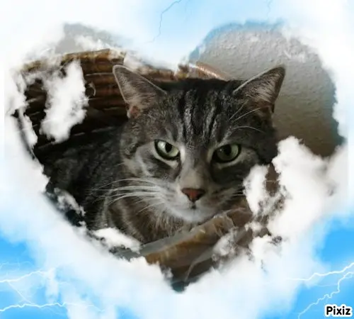 Andachtsbild von Timmys Mutti Tanja an Sternenprinzessin Gatita ❤