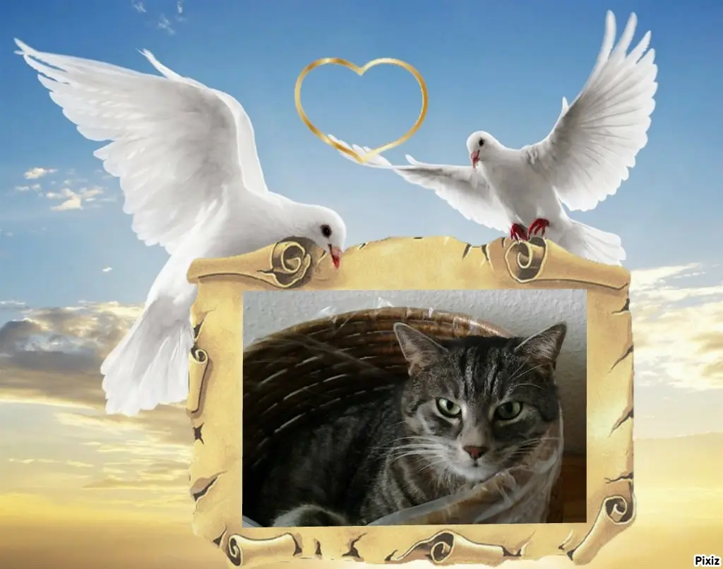 Andachtsbild von Timmys Mutti Tanja an Sternenprinzessin Gatita ❤