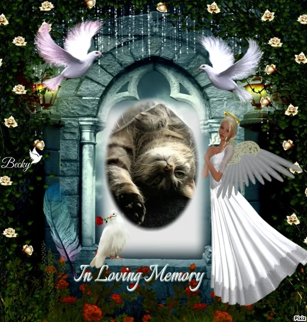 Andachtsbild von Timmys Mutti Tanja an Sternenprinzessin Gatita ❤