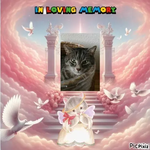 Andachtsbild von Timmys Mutti Tanja an Sternenprinzessin Gatita ❤