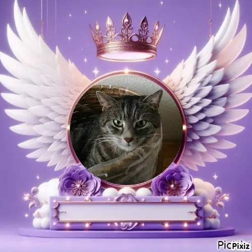 Andachtsbild von Timmys Mutti Tanja an Sternenprinzessin Gatita ❤