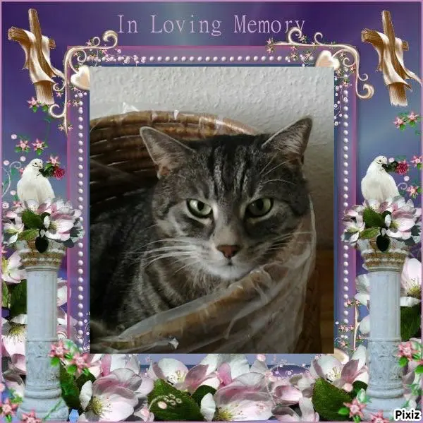 Andachtsbild von Timmys Mutti Tanja an Sternenprinzessin Gatita ❤