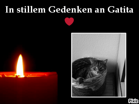 Andachtsbild von Timmys Mutti Tanja an Sternenprinzessin Gatita ❤