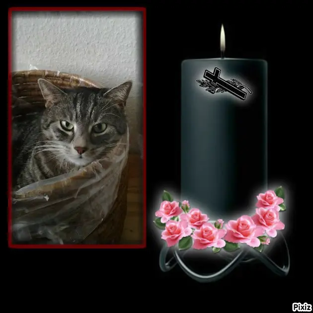 Andachtsbild von Timmys Mutti Tanja an Sternenprinzessin Gatita ❤