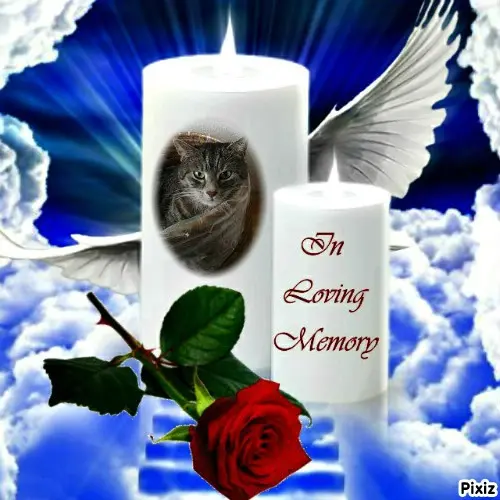 Andachtsbild von Timmys Mutti Tanja an Sternenprinzessin Gatita ❤