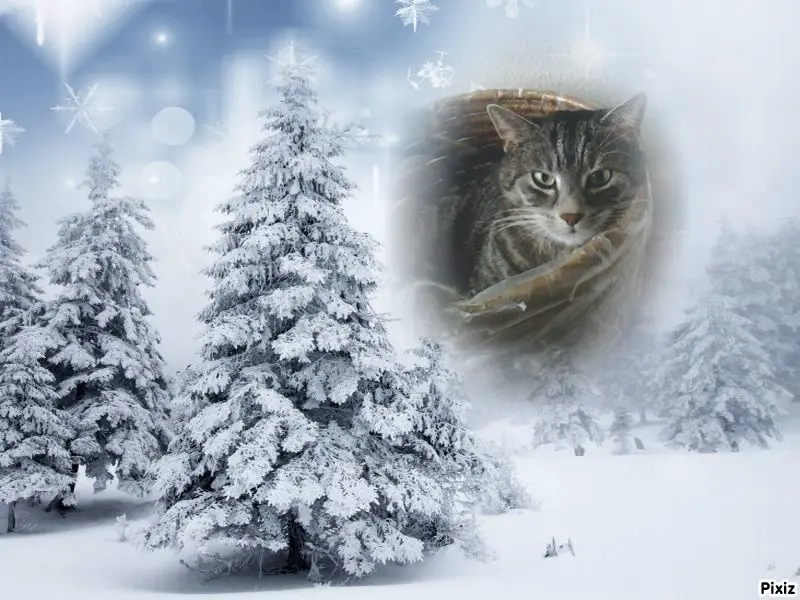 Andachtsbild von Timmys Mutti Tanja an Sternenprinzessin Gatita ❤