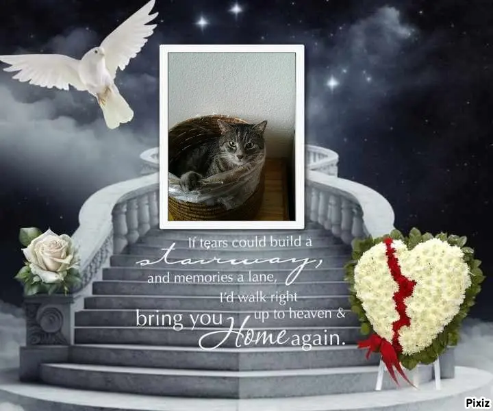 Andachtsbild von Timmys Mutti Tanja an Sternenprinzessin Gatita ❤