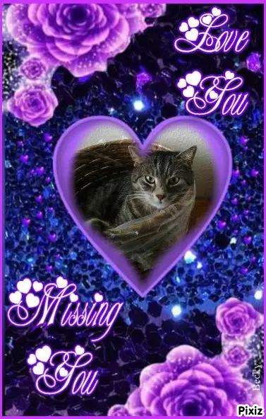 Andachtsbild von Timmys Mutti Tanja an Sternenprinzessin Gatita ❤