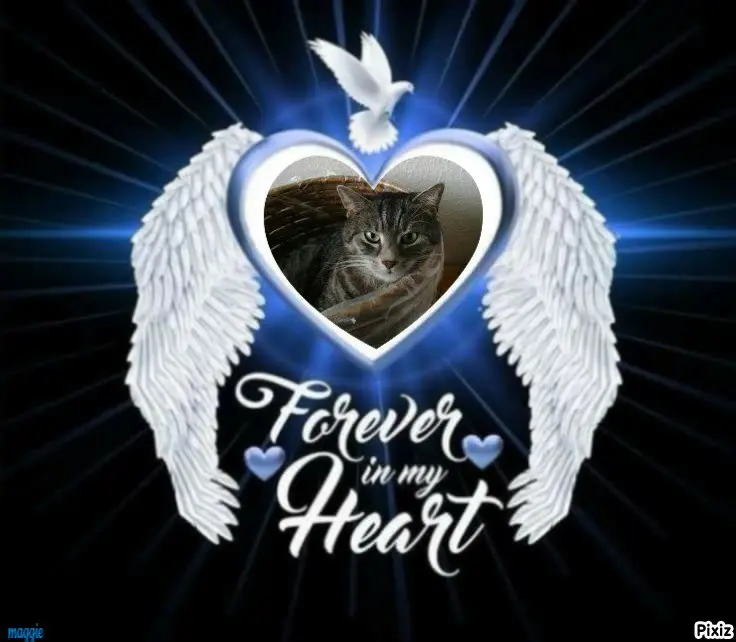 Andachtsbild von Timmys Mutti Tanja an Sternenprinzessin Gatita ❤