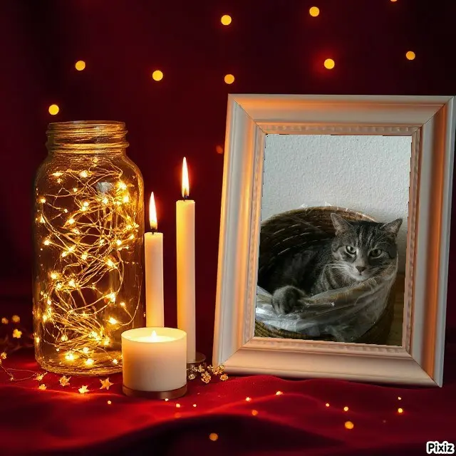 Andachtsbild von Timmys Mutti Tanja an Sternenprinzessin Gatita ❤